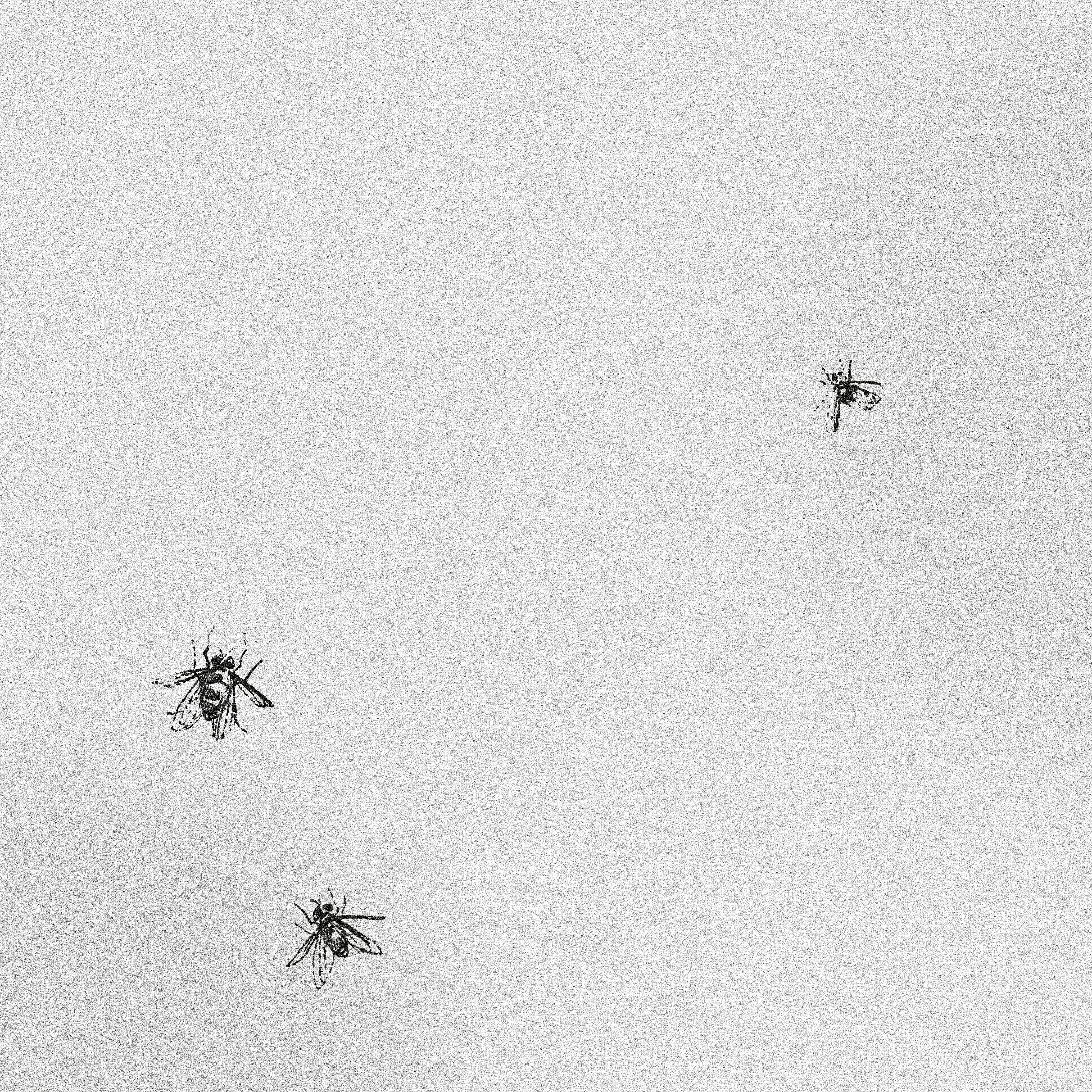 Apodidae